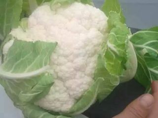 Kalafior z Uzbekistanu, rozmiar 1 - 2,5 kg sztuka.