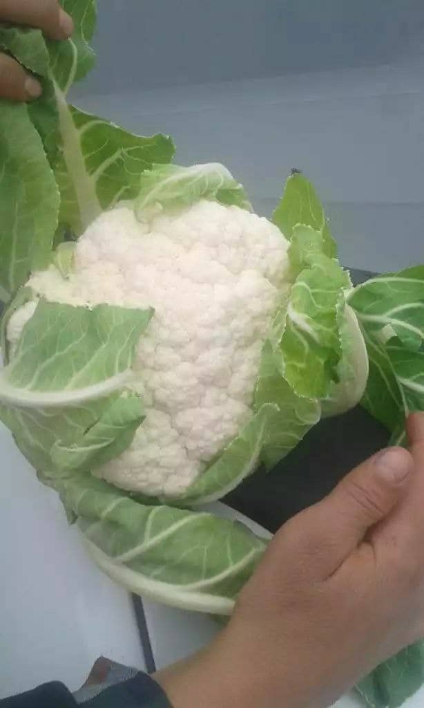 Kalafior z Uzbekistanu, rozmiar 1 - 2,5 kg sztuka