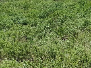 Oregano to świetny środek antybakteryjny. Zawiera fitoskładniki (tymol i