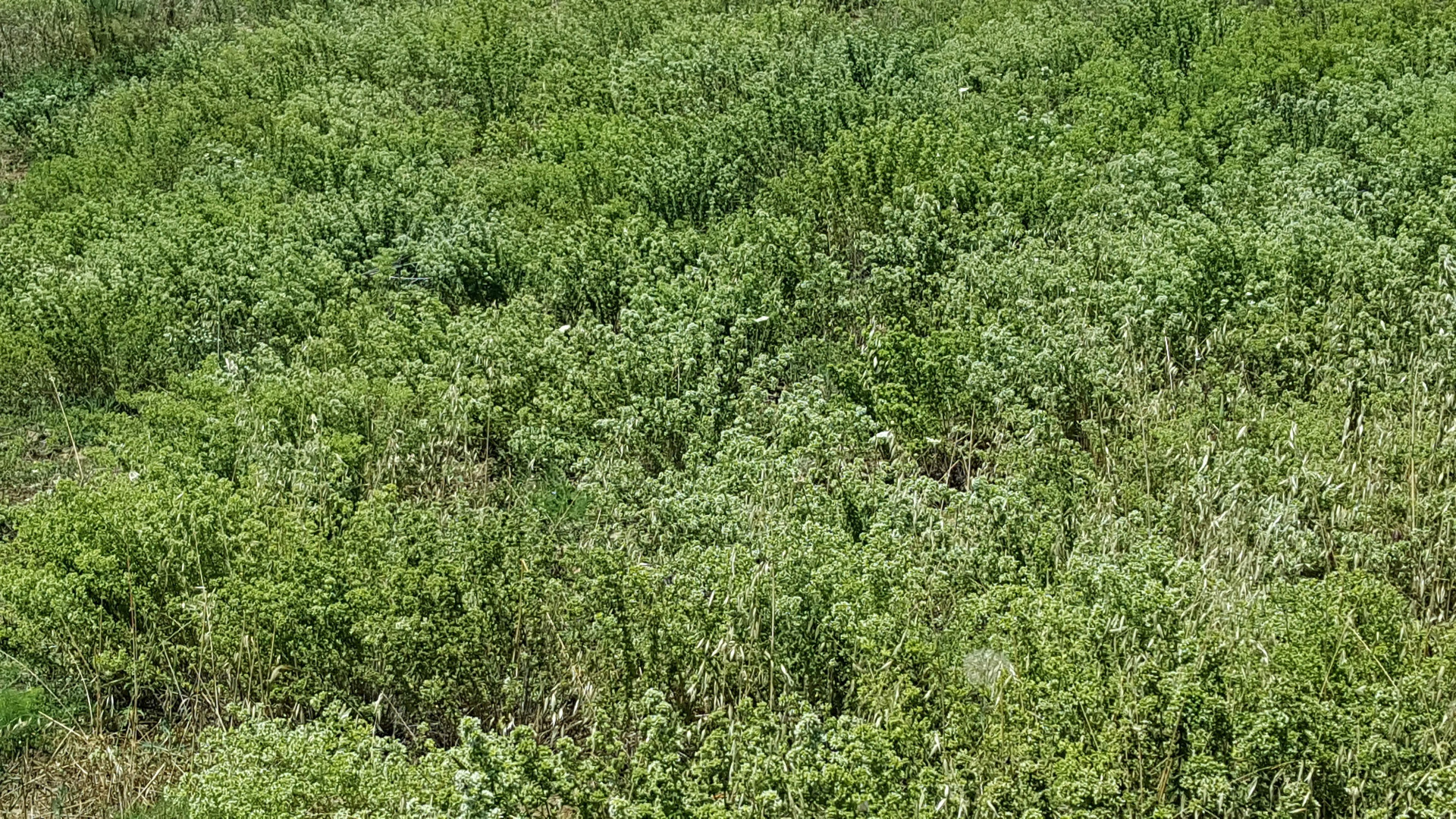 Oregano to świetny środek antybakteryjny
