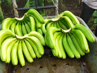 Cavendish Banana Rozmiar -11 do 18 cm Miazga do