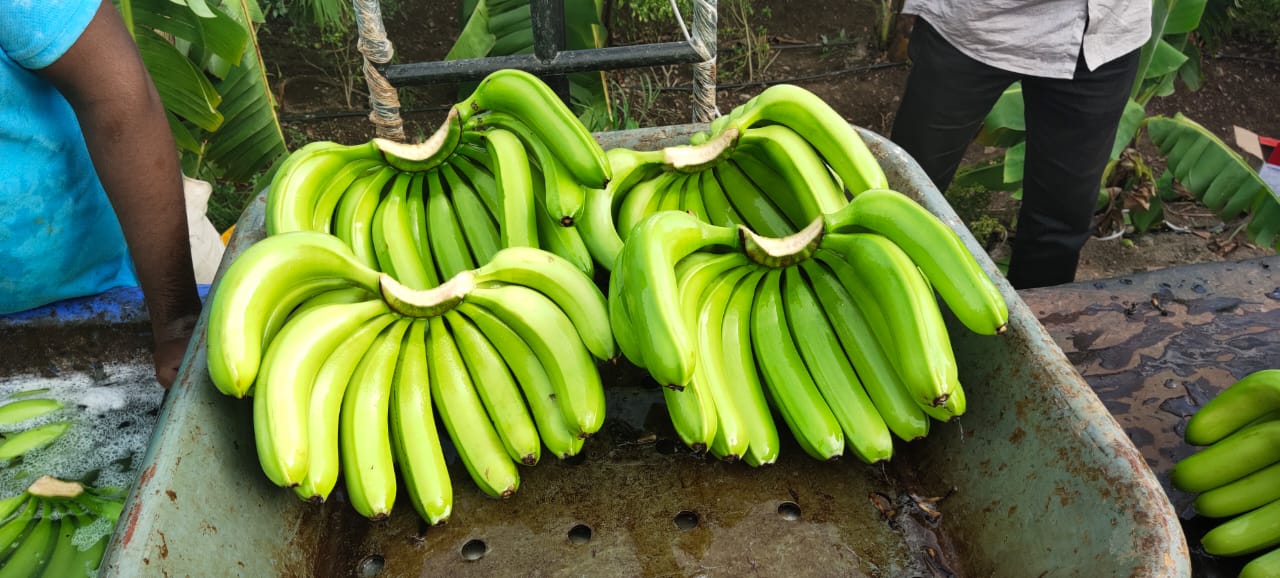 Cavendish Banana Rozmiar -11 do 18 cm Miazga do końcówki