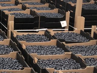 Do 300 ton borówek dostępnych latem 2021 roku. Jesteśmy