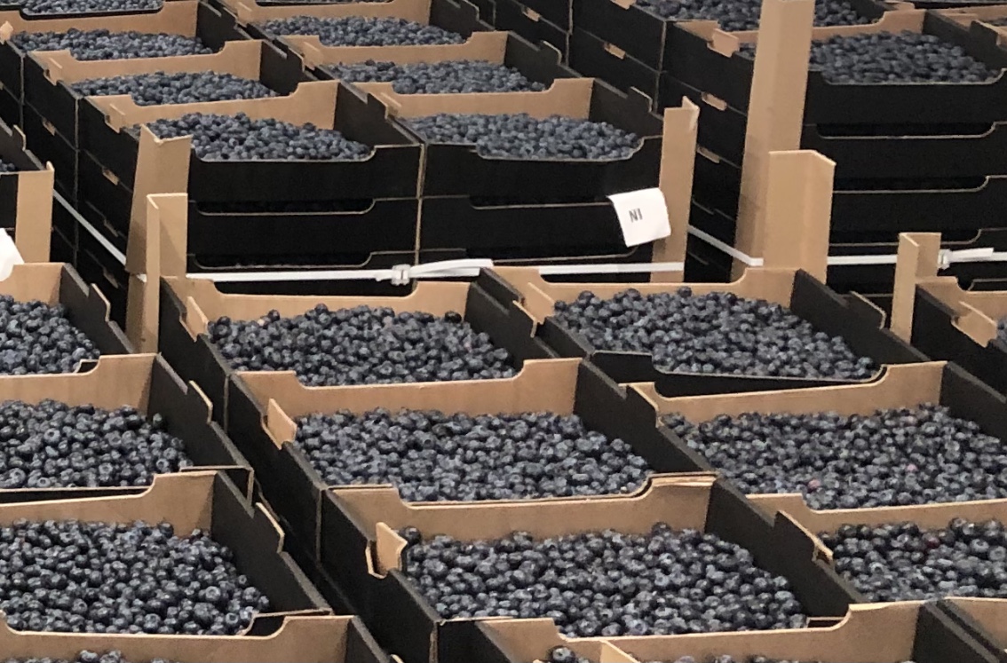 Do 300 ton borówek dostępnych latem 2021 roku