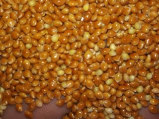 Proso żółte 100 ton i czerwone 50 ton w