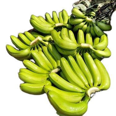 Zaopatrzenie w banany - Dostawcy hurtowi Banan jest jednym z niewielu produktów, które konsumenci lubią jeść na całym świecie