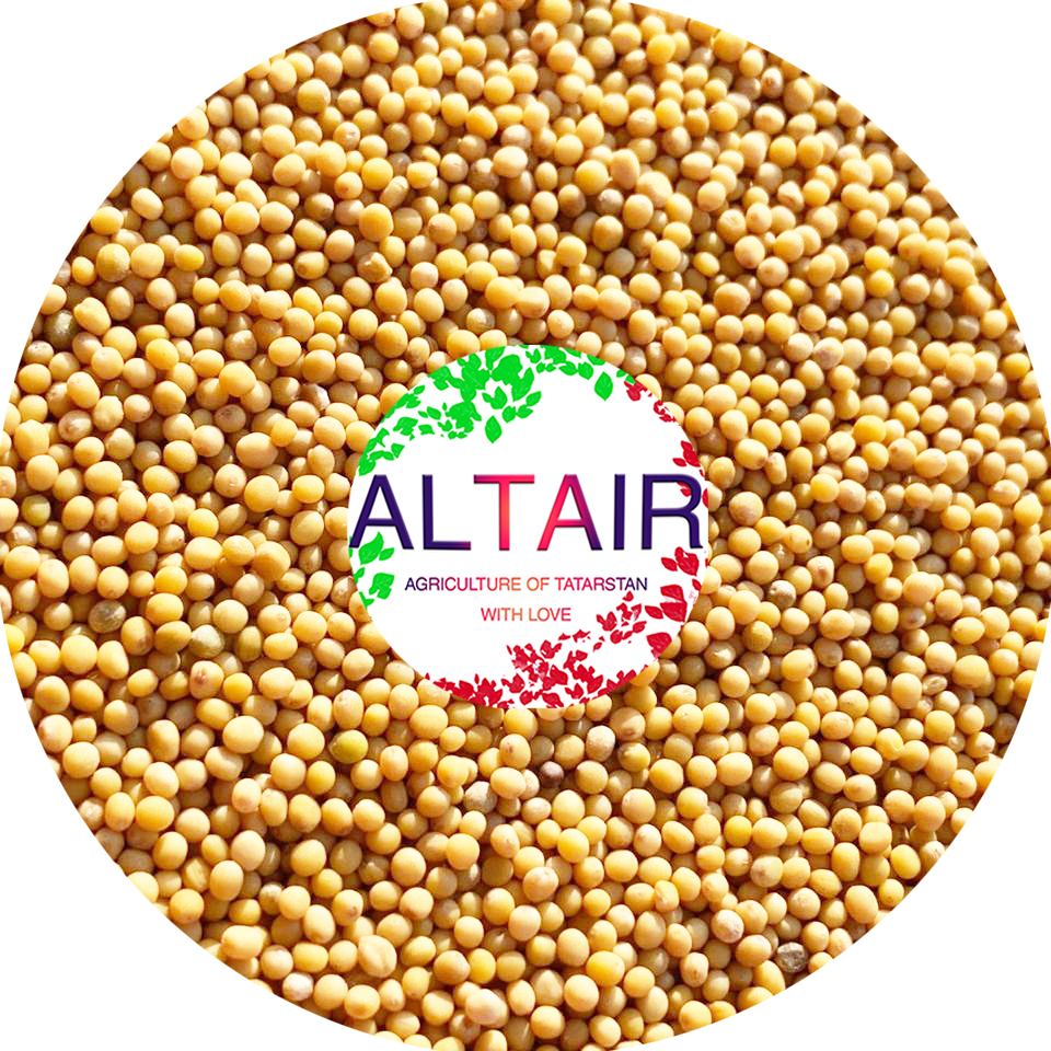 Musztarda biała i żółta ---------------------------------- +7 (917) 934-84-61 (Whatsapp , Telegram, Viber) @altairseeds (instagram)
