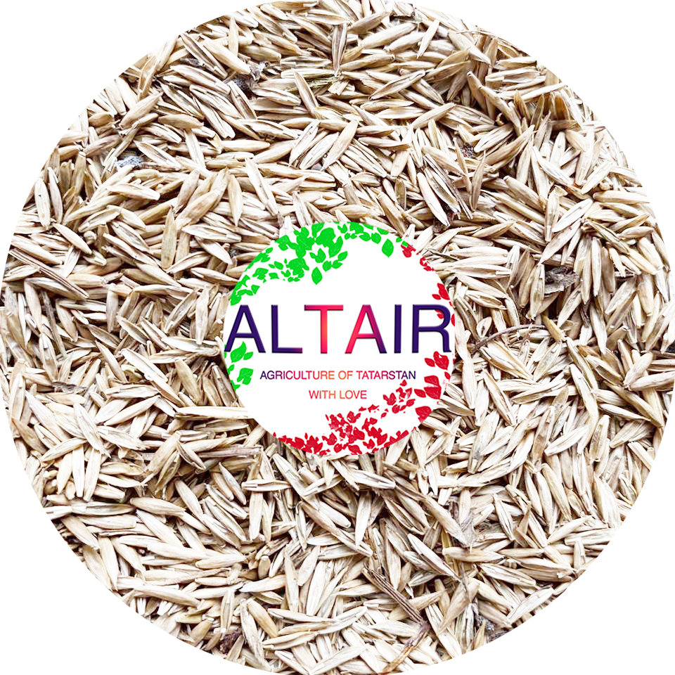 Festuca pratense ---------------------------------- +7 (917) 934-84-61 (Whatsapp, Telegram , Viber) @altairseeds (Instagramie)