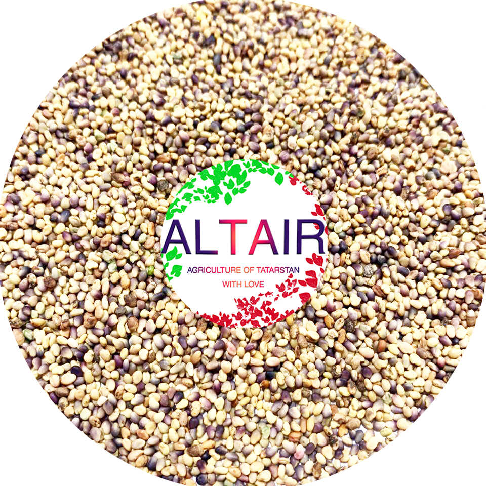 Trifolium Pratense ---------------------------------- +7 (917) 934-84-61 (Whatsapp, Telegram , Viber) @altairseeds (Instagramie)