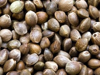 Nasiona Konopi / Nasiona Konopi od producenta (Cannabis Sativa