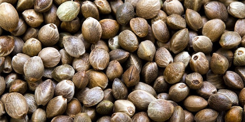 Nasiona Konopi / Nasiona Konopi od producenta (Cannabis Sativa L.)