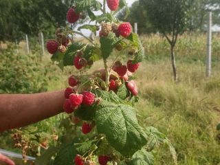 W 100% naturalne maliny karmione wyłącznie organicznymi nawozami. Plantacja