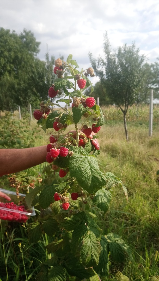 W 100% naturalne maliny karmione wyłącznie organicznymi nawozami