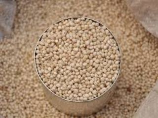 Jesteśmy eksporterem i wiodącym dostawcą sorgo sorgo i sorgo