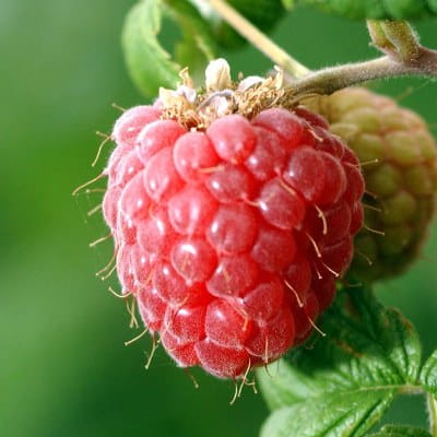 Gospodarstwo ekologiczne zajmujące się produkcją owoców miękkich prowadzi sprzedaż maliny, porzeczki czerwonej i aronii czarnoowocowej