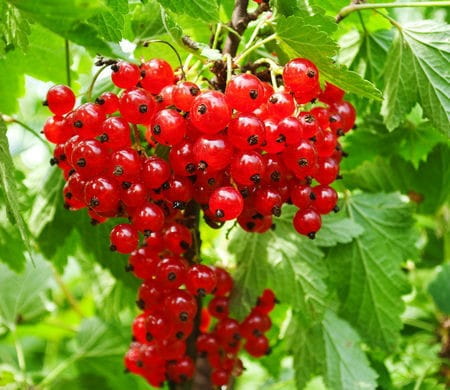 Rodzinne gospodarstwo ekologiczne na lubelszczyźnie prowadzi sprzedaż następujących roduktów: porzeczka czerwona, aronia czarnoowocowa i malina