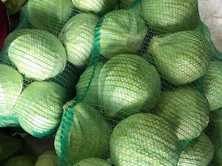 Kapusta biała 1 klasa Waga głowy: od 0,8 kg
