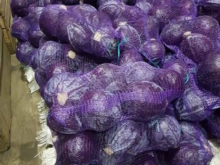 Kapusta czerwona 1 klasa. Waga głowy: od 1 kg