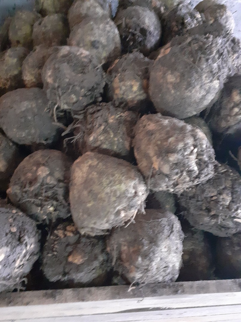 Mam do sprzedania seler od kilograma wzwyż