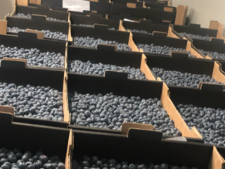 Do 300 ton borówek dostępnych latem 2021 roku. Jesteśmy
