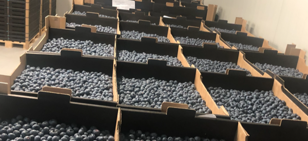 Do 300 ton borówek dostępnych latem 2021 roku