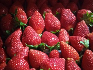 Truskawki Victory, duże, słodkie, opakowanie 5 kg. Dostarczamy lub