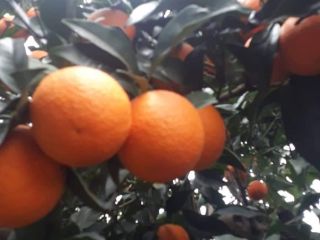 Pomarańcze Valencia, świeże, do odbioru z ogrodu na zamówienie,