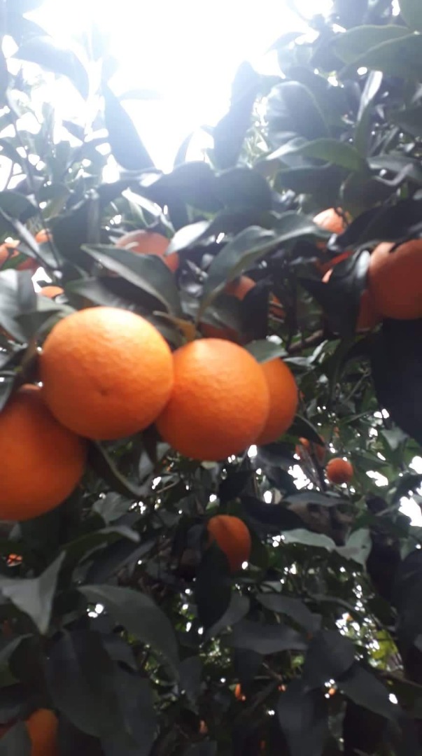 Pomarańcze Valencia, świeże, do odbioru z ogrodu na zamówienie, odbiór lub dostawa, opakowanie kartonowe, siatka