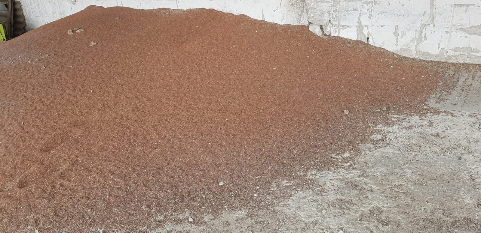 Sprzedam sorgo i jęczmień pastewny, idealny na paszę dla zwierząt