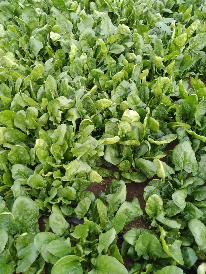 Sprzedajemy świeży szpinak bezpośrednio od producenta
