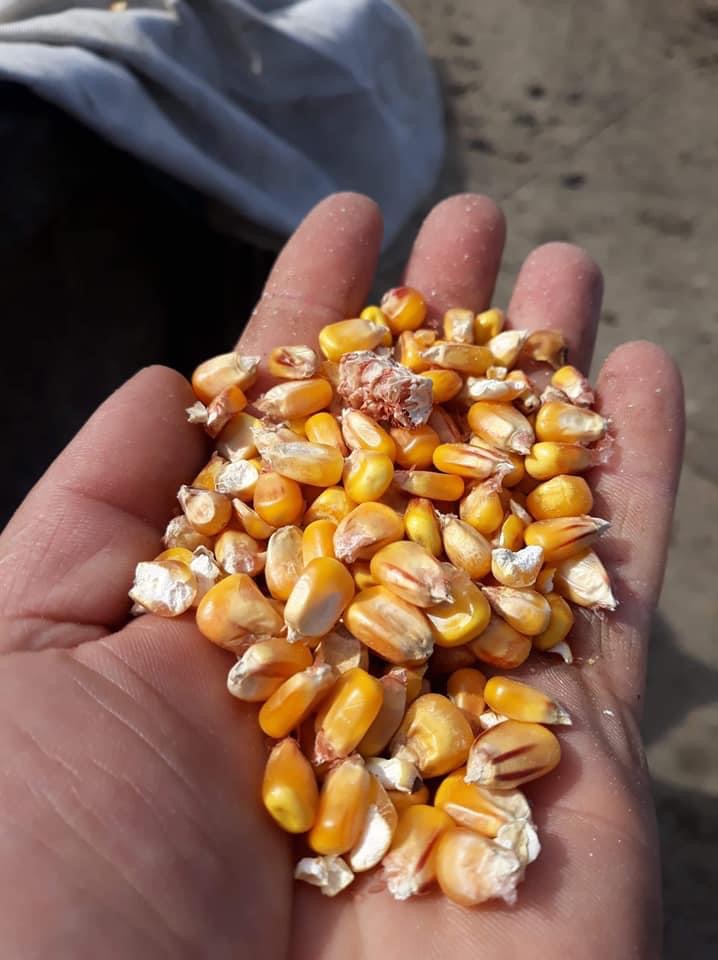 Sprzedam kukurydzę w dużych ilościach Brak ciał obcych bez zanieczyszczeń Ziarna kukurydzy czyste i bardzo suche wilgotność 9-10% bez ciał obcych, bez pleśni