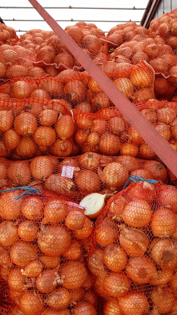 Cebula, 23000 kg Więcej informacji można uzyskać pod numerem ,80 lei kg z VAT