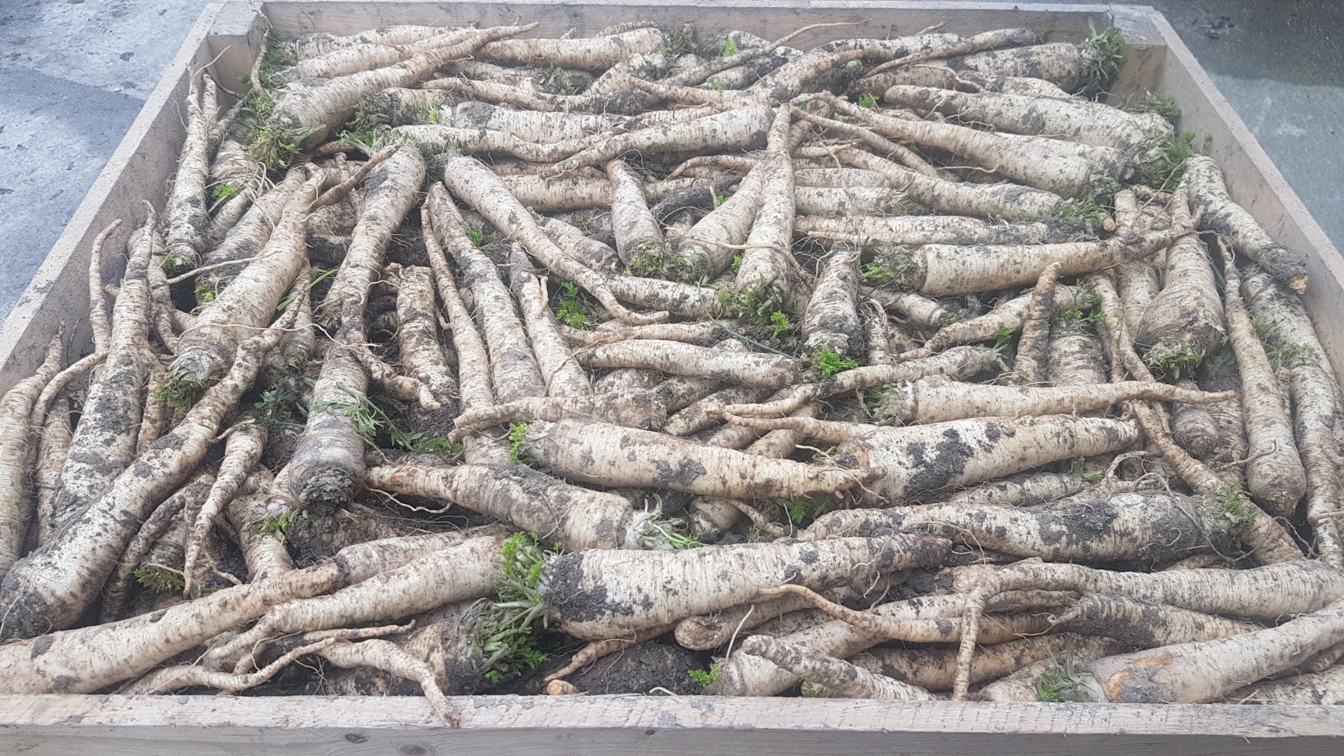 Sprzedam pietruszka odmiana OŁOMUŃCKA 1 gatunek ładnie się myje z chłodni TYLKO HURT ok 25ton cena 2.50 netto