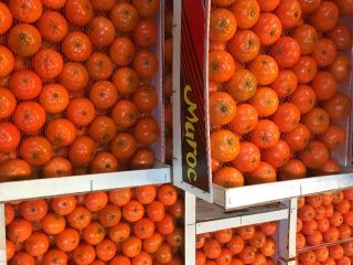 „AGRUMCO to firma rodzinna, zlokalizowana w mieście Beni Mellal