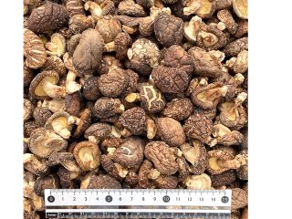 suszony naturalny gruby mięsny świeży grzyb grzybowy składnik