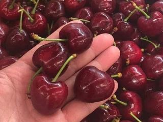 Wiśnie duże są sprzedawane w pudełkach po 2kg w
