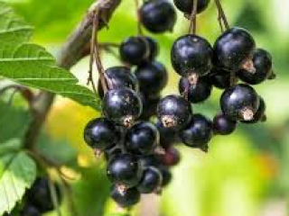 Witam W ofercie posiadam porzeczki czarne od 15 do