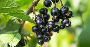 Witam W ofercie posiadam porzeczki czarne od 15 do 30 ton dziennie oraz kościół dinozaurów