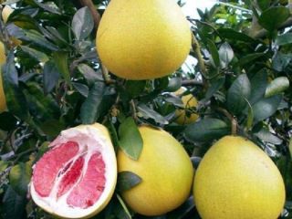 Smakuje słodko i cierpko i waży 1-1,5 kg. Są
