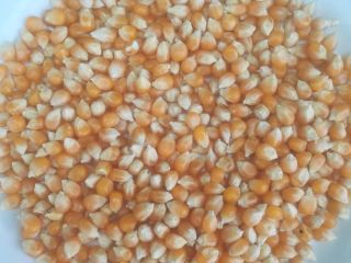 100 Mt kukurydzy (POPCORN) dla gołębi lub innych