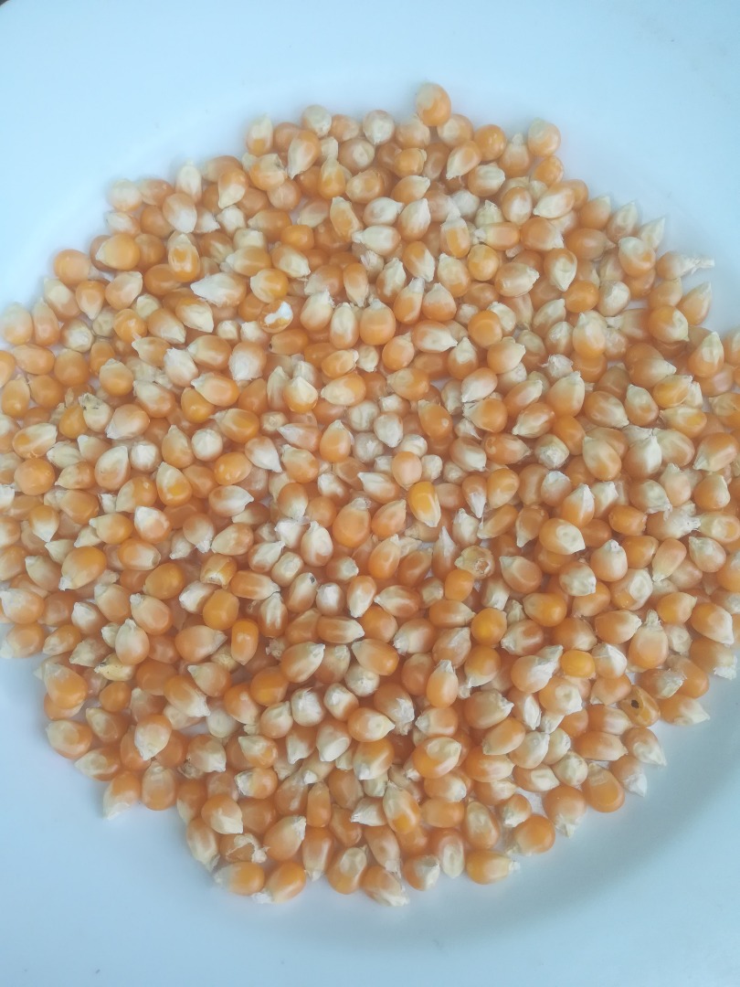 100 Mt kukurydzy (POPCORN) dla gołębi lub innych
