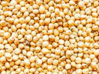 Sorgo czerwono-białe Wilgotność - max. 14,0%; domieszka do śmieci