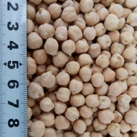 Ciecierzyca 6 + / 7 + / 8 + Ciecierzyca o różnych średnicach, w różnych proporcjach: 5 mm +, 6 mm +, 7 mm +, 8 mm +