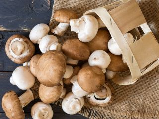 Najwyższej jakości świeże i białe mrożone grzyby Nazwa produktu: