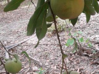oferowanie mango 1 i 2 klasy z Senegalu, ręcznie