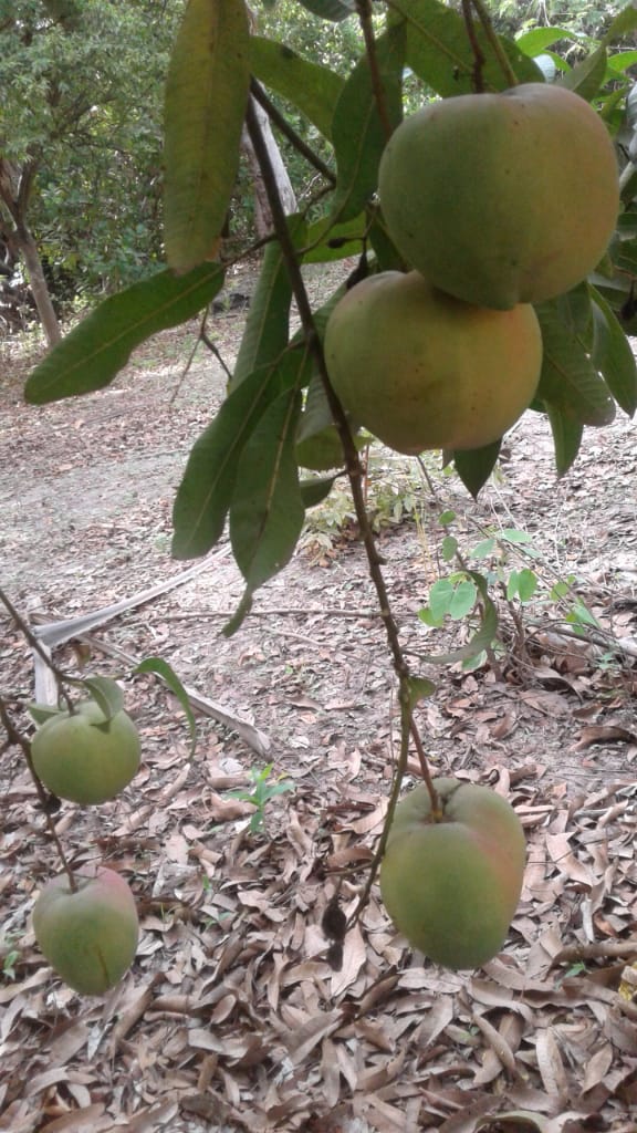 oferowanie mango 1 i 2 klasy z Senegalu, ręcznie zbierane i dostępne w porcie rotterdamie lub pod jakimkolwiek innym adresem do negocjacji