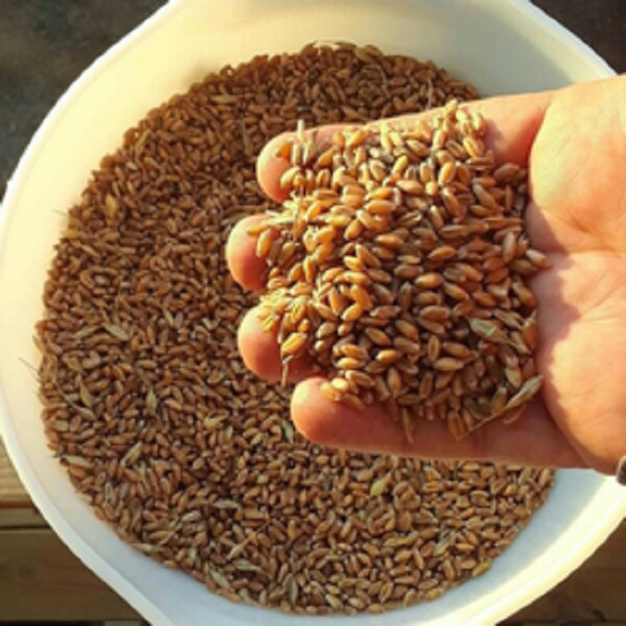 Ziarno pszenicy 2, 3 klasy Pszenica (stopień mielenia): Wilgotność - 12,8% Białko - 11,8% Liczba opadania - 290 s Masa testowa - 760 gr / L Mokry gluten - 19%