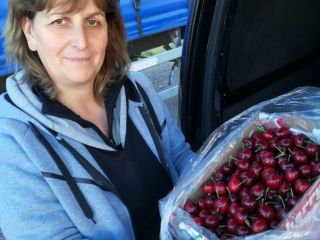 Wiśnie Wiśnie Wiśnie Fresh Fresh Delicious prosto od producenta