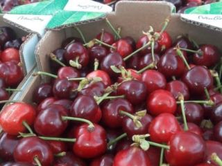 Wiśnie Świeże Wiśnie Nowy sezon Dostarczam na teren Polski