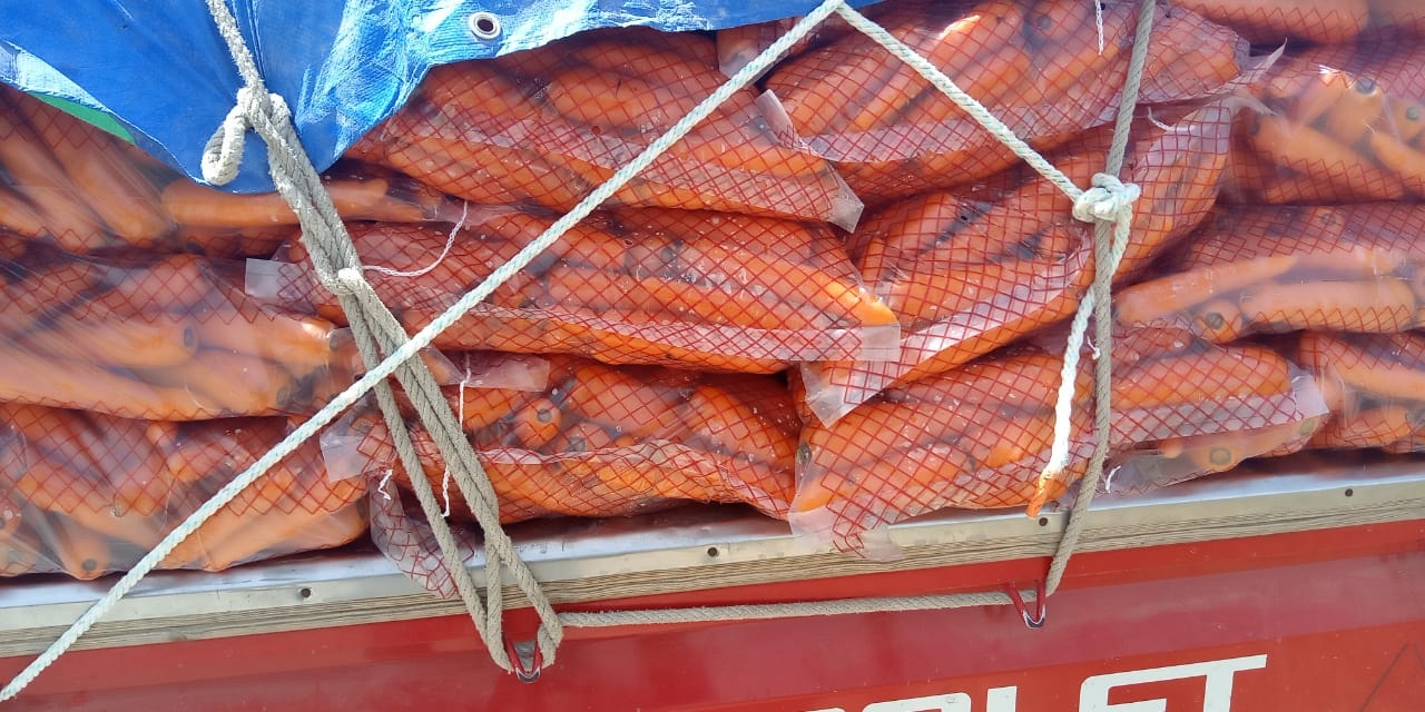 Świeża, soczysta marchewka